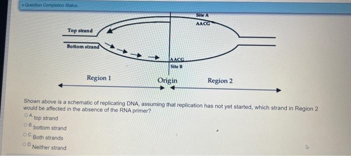 Solved Shown above is a schematic of replicating DNA, | Chegg.com