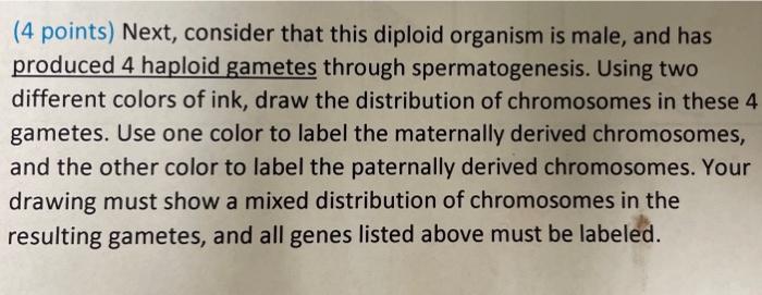(4 points) Next, consider that this diploid organism is male, and has produced 4 haploid gametes through spermatogenesis. Usi