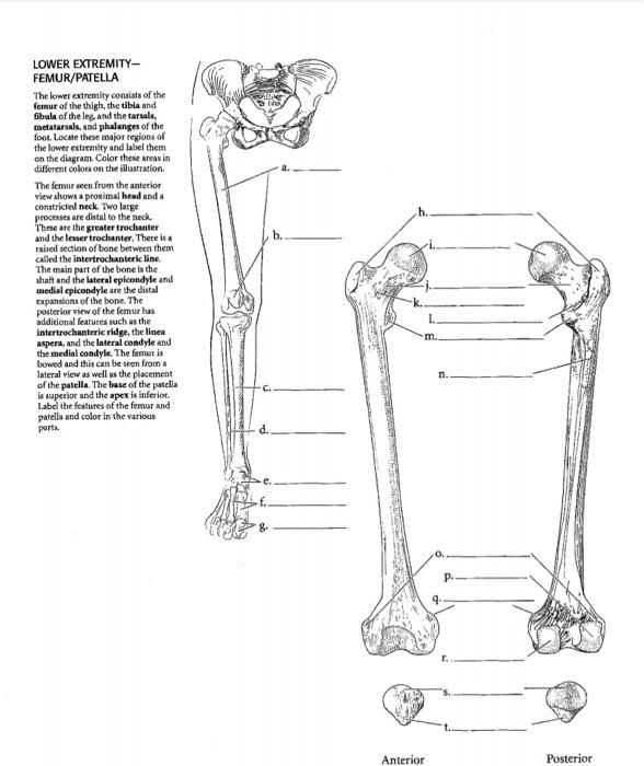 Solved b. LOWER EXTREMITY- FEMUR/PATELLA The lower extremity | Chegg.com