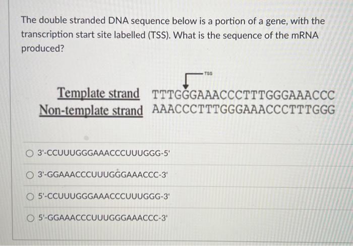 Solved The Double Stranded Dna Sequence Below Is A Portion