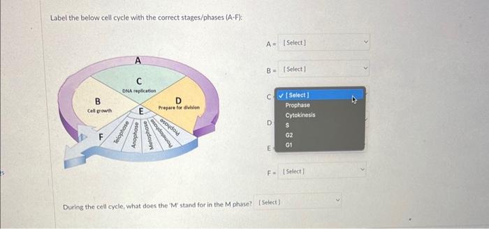 Solved Label the below cell cycle with the correct | Chegg.com