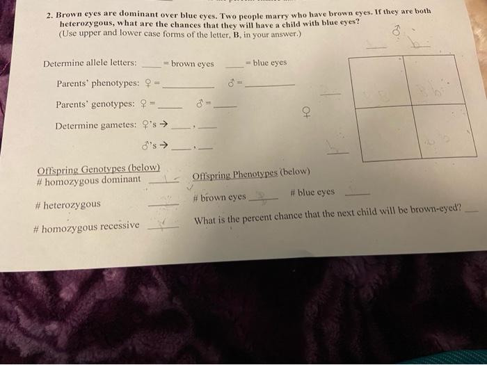 Solved 2 Brown Eyes Are Dominant Over Blue Eyes Two People