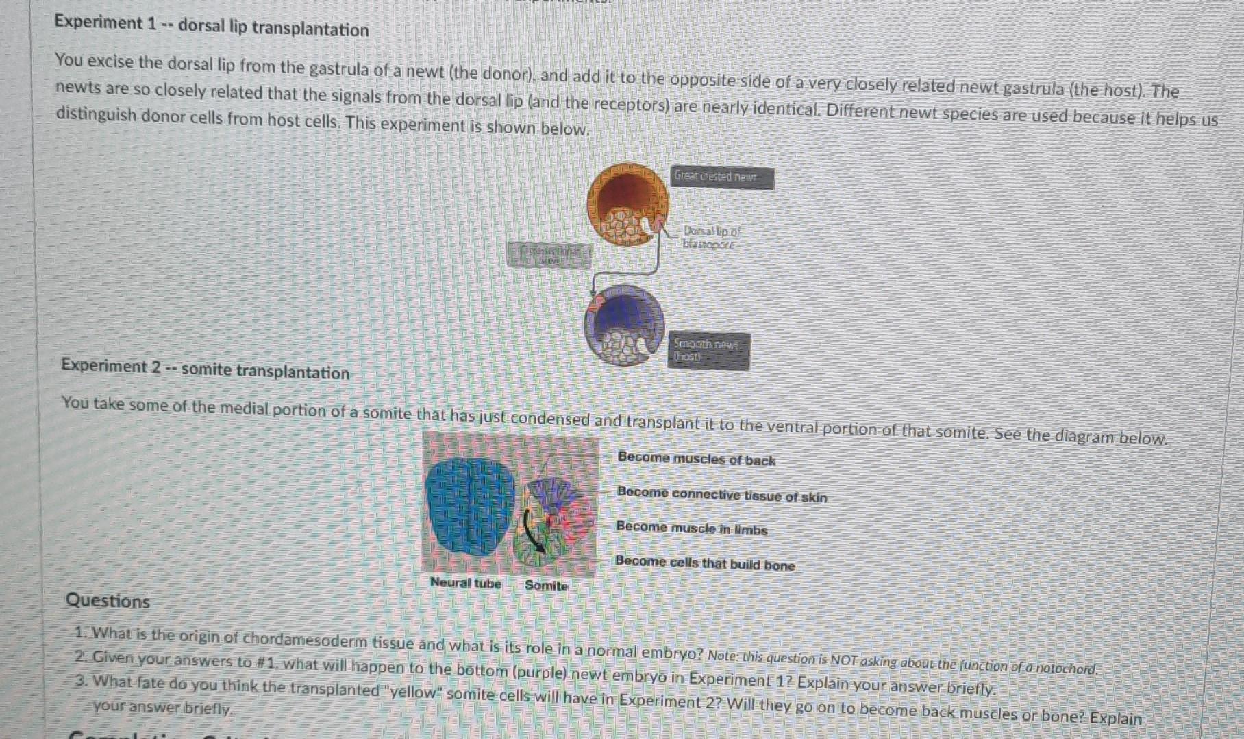 Solved Experiment 1 dorsal lip transplantation You excise