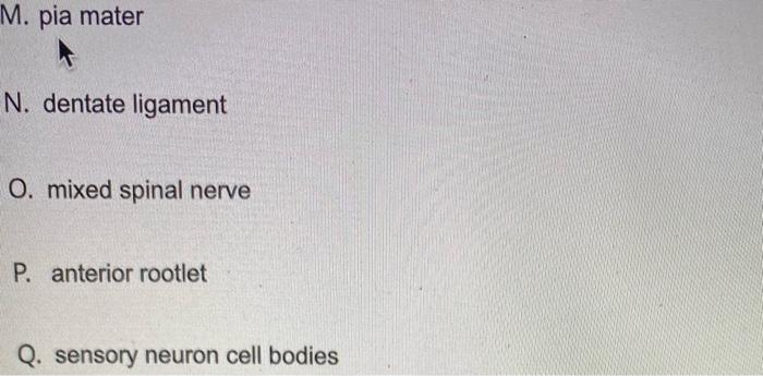 Solved Match the spinal cord numerically labeled structures | Chegg.com