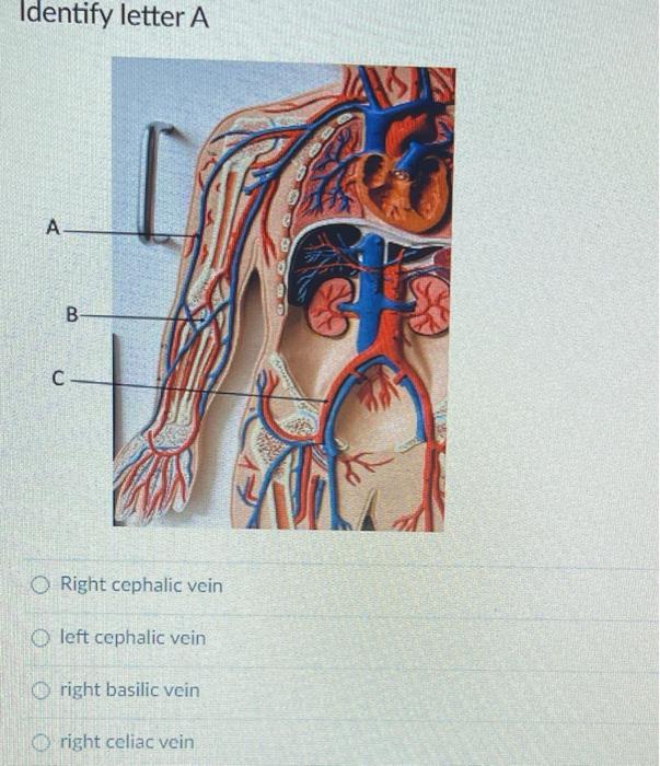 Solved Identify letter A AN A 00 с O Right cephalic vein | Chegg.com