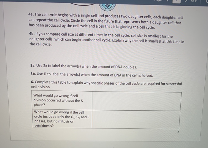 Solved 8 4a. The cell cycle begins with a single cell and | Chegg.com