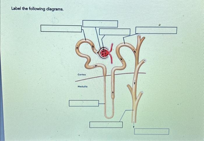 Solved Label the following diagrams. | Chegg.com