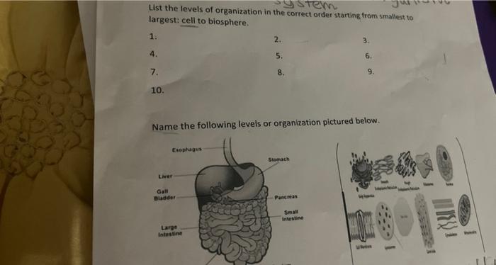 Solved List the levels of organization in the correct order | Chegg.com