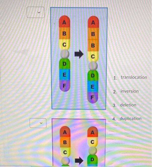 Solved Match the experiment with the image of the experiment | Chegg.com