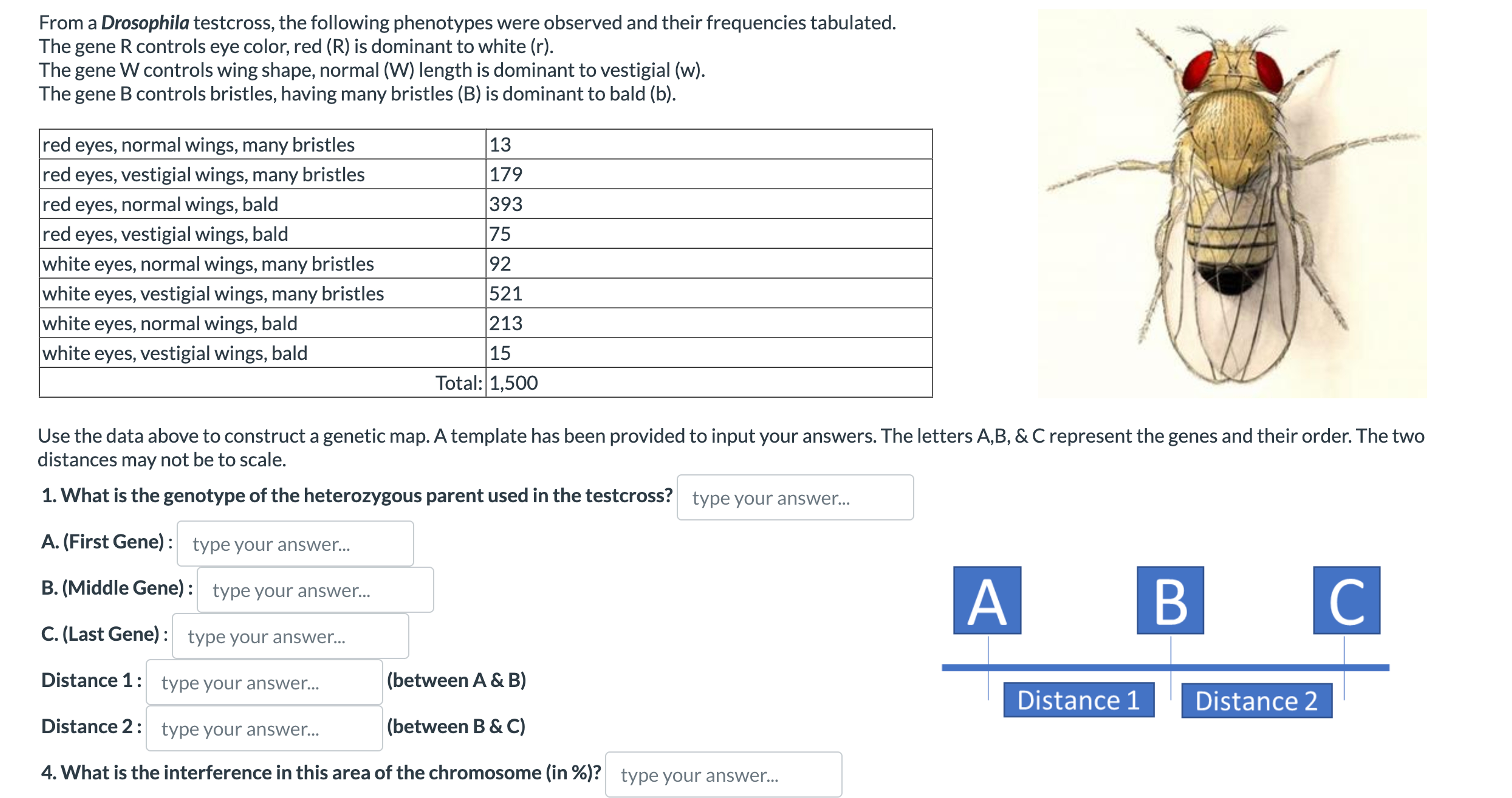 Solved From a Drosophila testcross, the following phenotypes | Chegg.com
