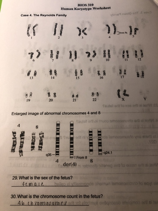 Solved BIOS 310 Human Karyotype Worksheet Case 4. The | Chegg.com