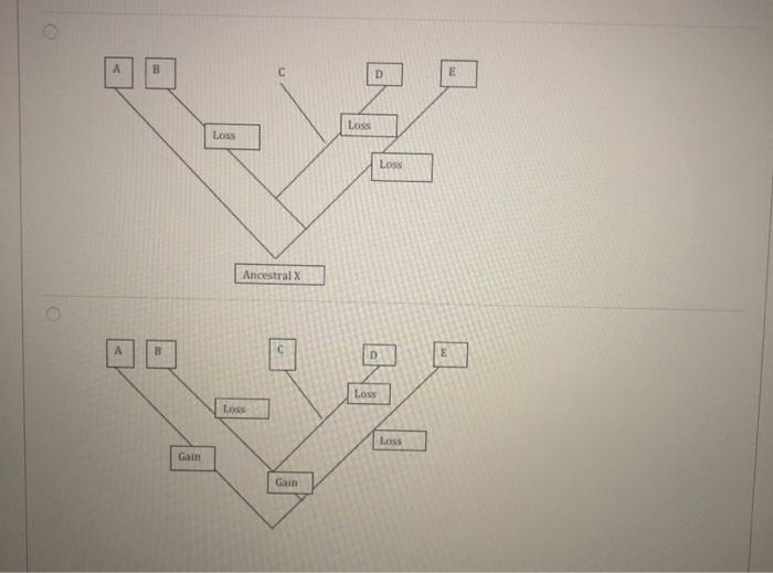 Solved Presume That Phylogenetic Trees Of Species (A, B, C, | Chegg.com