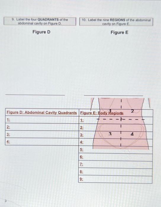 Body Sections and Divisions of the Abdominal Pelvic Cavity - Wisc