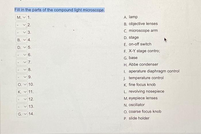 Solved Fill in the parts of the compound light microscope. | Chegg.com
