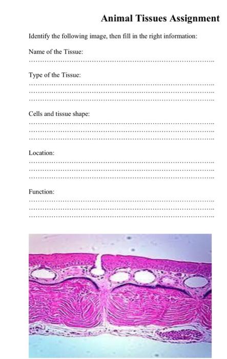 Solved Animal Tissues Assignment Identify the following 