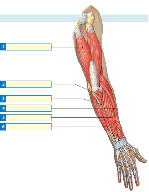 Solved Label Each Of The Indicated Muscles That Move The Forearm Chegg Com
