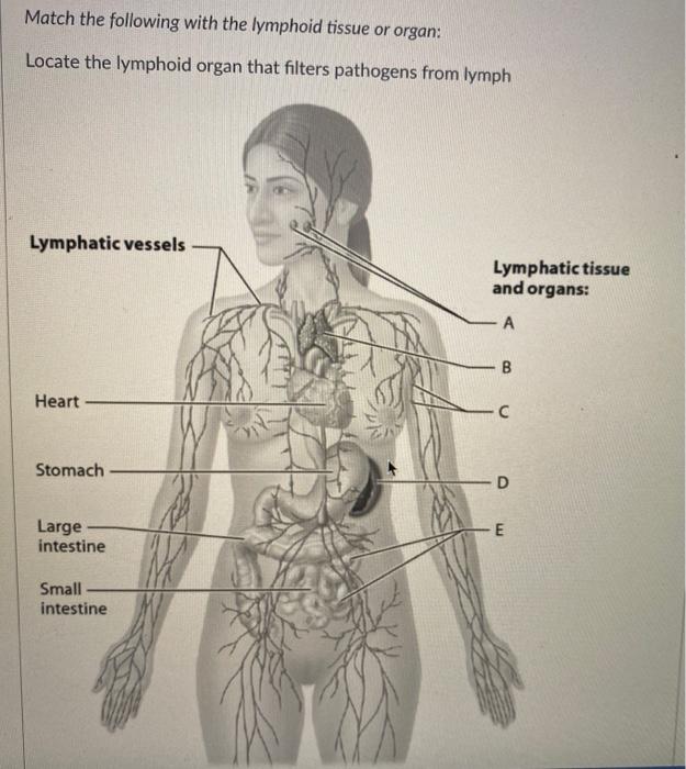 Solved Match the following with the lymphoid tissue or | Chegg.com