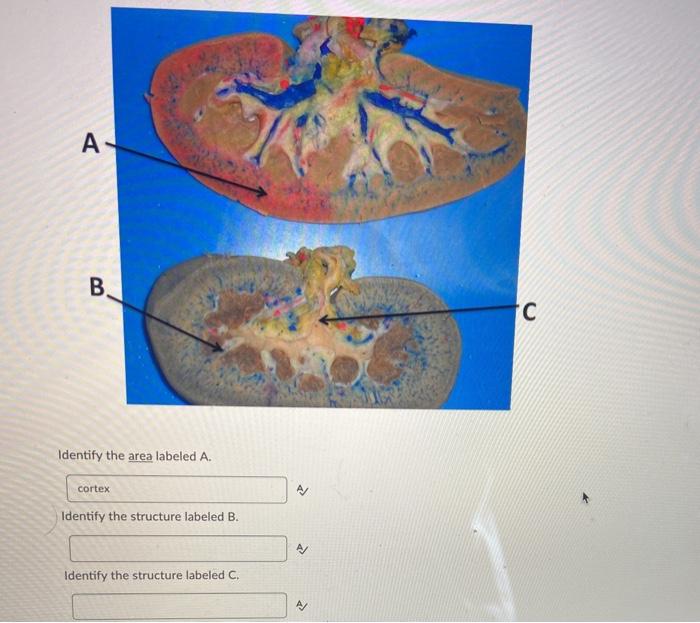 Solved A B C Identify the structure labeled A. Identify the | Chegg.com