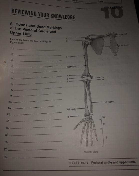 Bones of the upper limb [15].