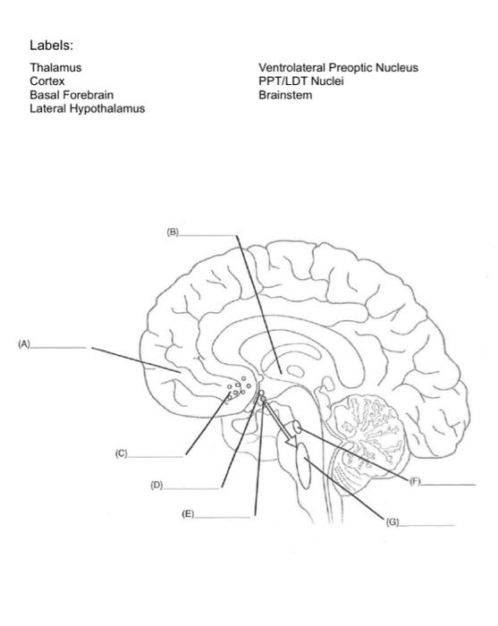 Solved Labels: Thalamus Cortex Basal Forebrain Lateral | Chegg.com