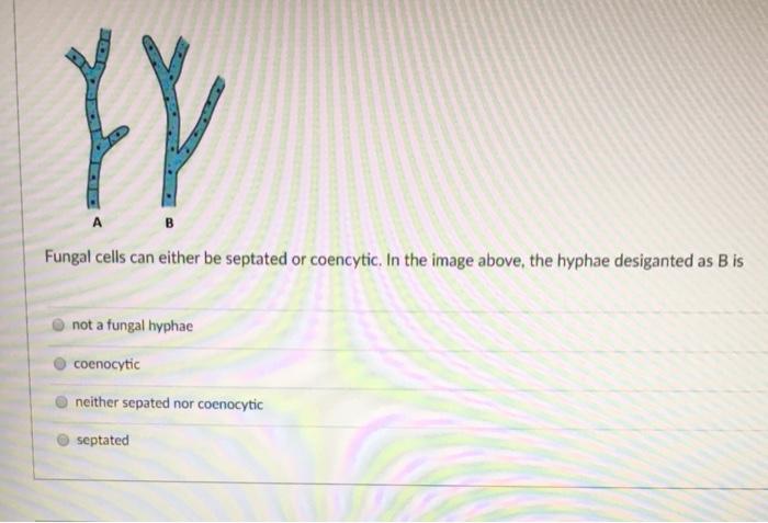 Solved YY A B Fungal cells can either be septated or | Chegg.com