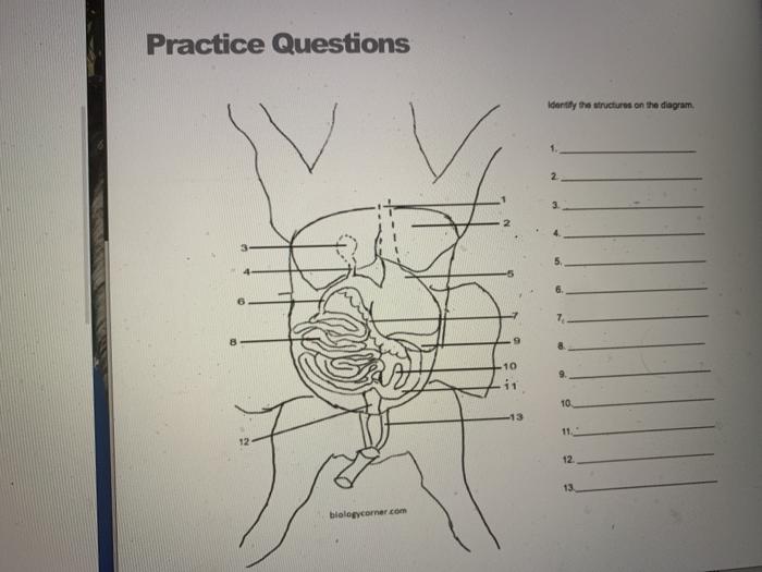 Solved Practice Questions Identify the structures on the | Chegg.com
