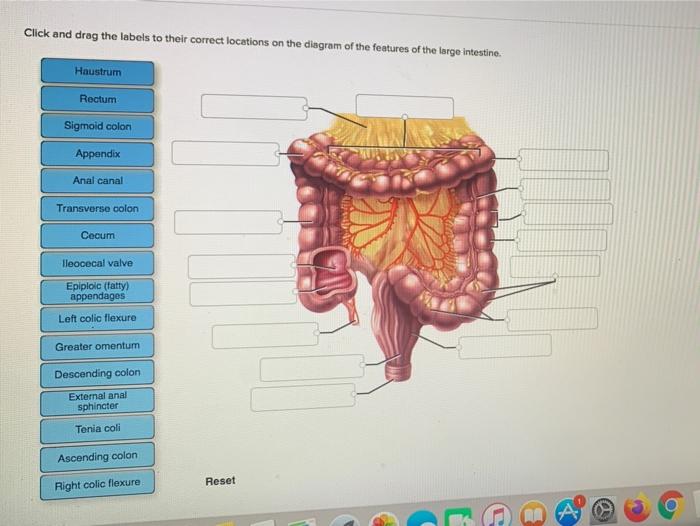 cecum location diagram