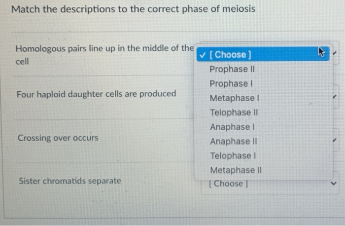 Solved Match The Descriptions To The Correct Phase Of | Chegg.com