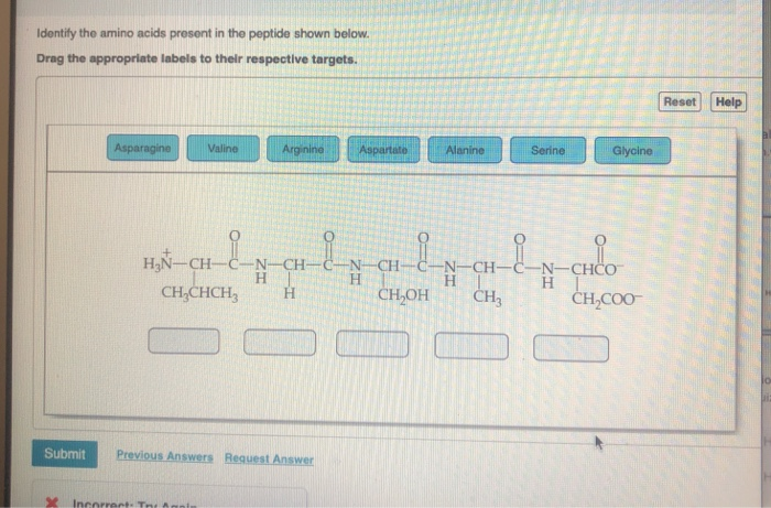 Solved Identify the amino acids present in the peptide shown | Chegg.com