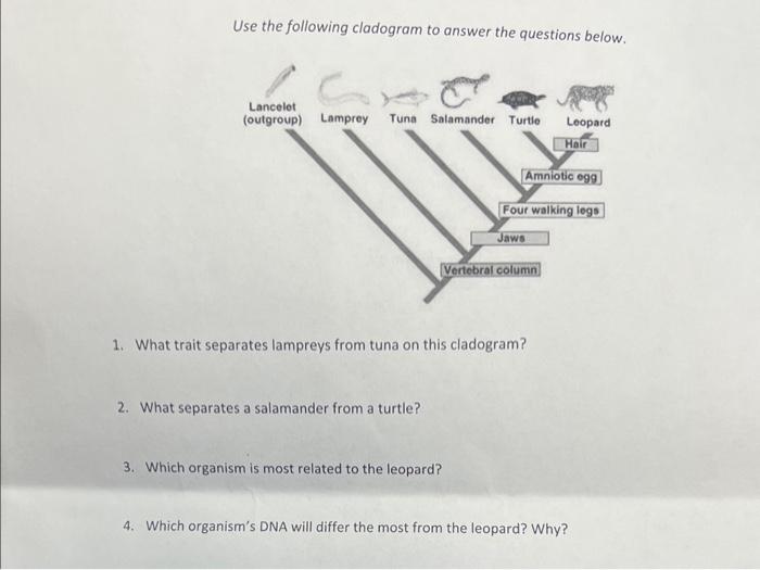 Solved Use The Following Cladogram To Answer The Questions | Chegg.com