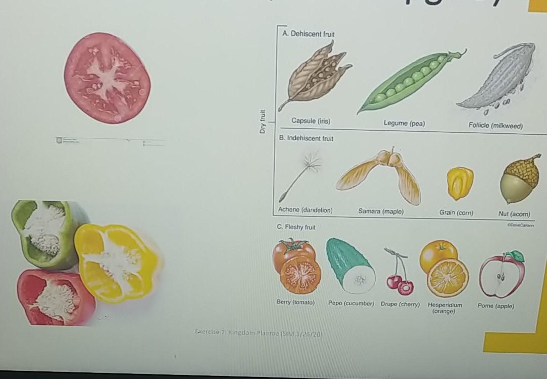 follicle fruit examples