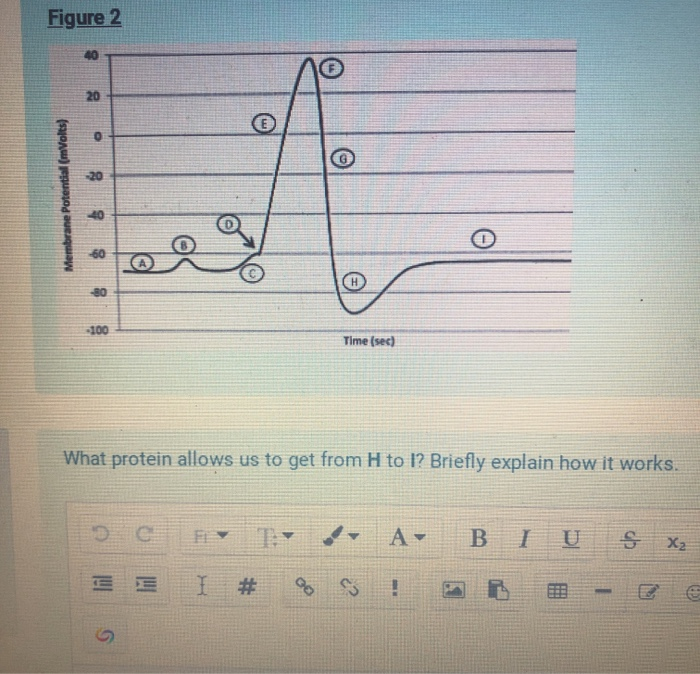 Solved Question #2- Can We Have Another Action Potential | Chegg.com