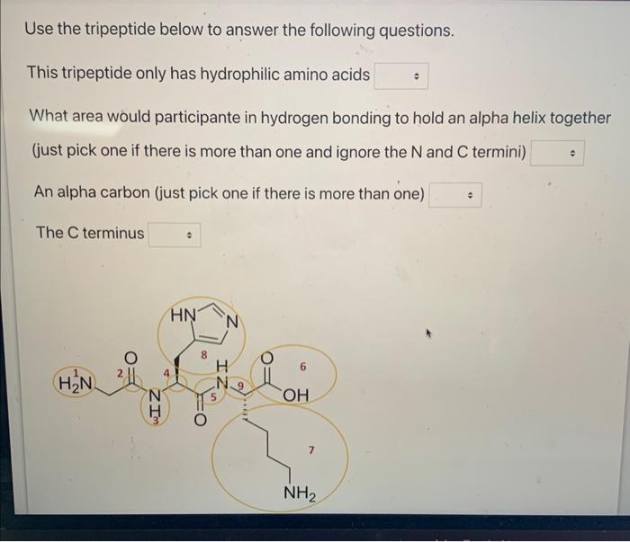 Solved Use the tripeptide below to answer the following | Chegg.com