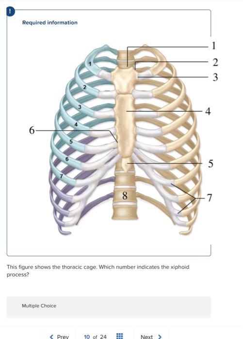 Solved Identify the features of the typical rib that | Chegg.com