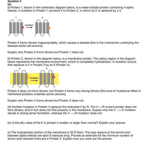 Solved Question 2 (A) Protein 1, Shown In The Schematic | Chegg.com