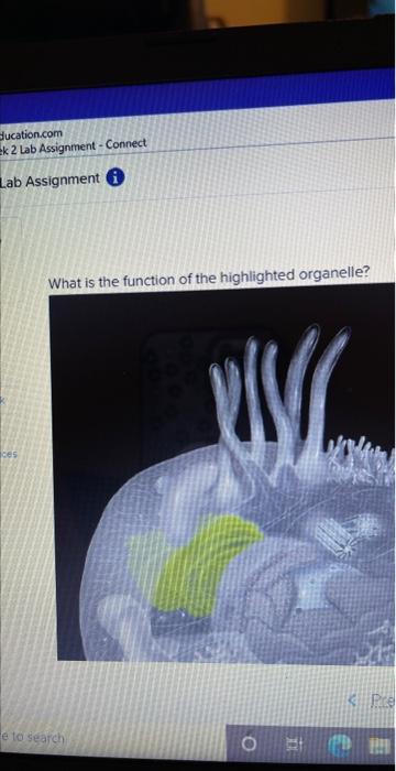 Solved Bucation.com Ek 2 Lab Assignment - Connect Lab | Chegg.com