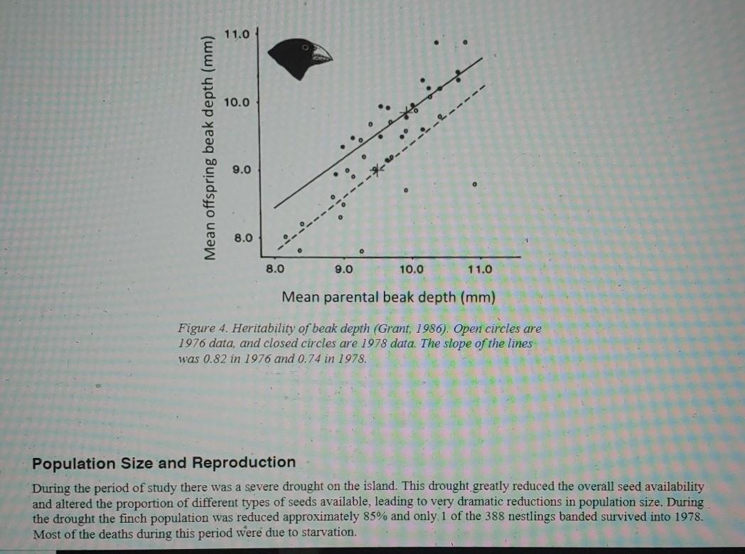 11.0 10.0 e----- Mean offspring beak depth (mm) 9.0 | Chegg.com