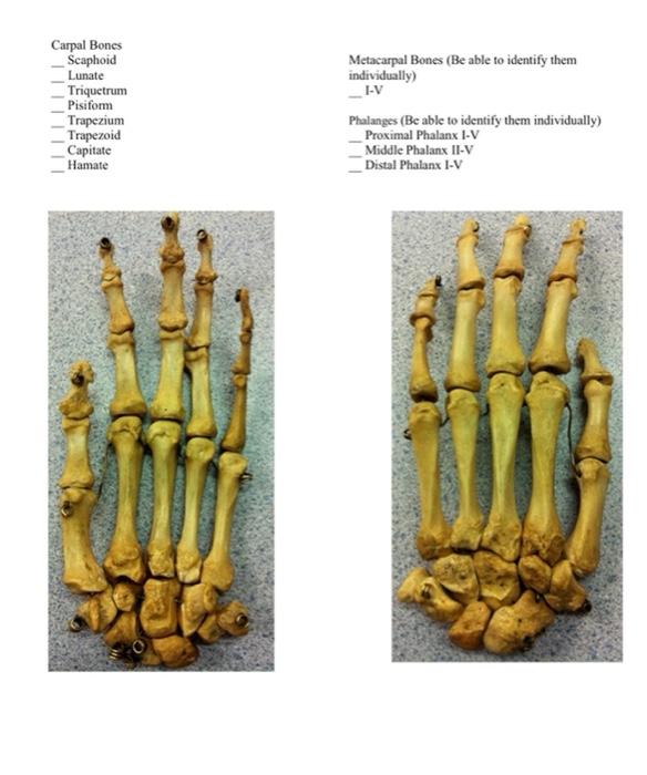 Carpal Bones
Scaphoid
Lunate
Triquetrum
Pisiform
Trapezium
Trapezoid
Capitate
Hamate
Metacarpal Bones (Be able to identify th