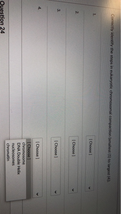 Solved Correctly identify the steps in eukaryotic | Chegg.com