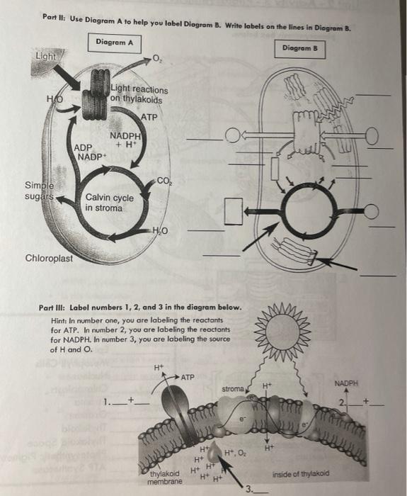 Solved Unit 2 - Activity 3 - Photosynthesis Diagrams | Chegg.com