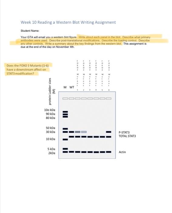 Solved Week 10 Reading a Western Blot Writing Assignment