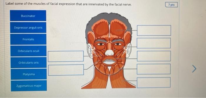 Solved Label some of the muscles of facial expression that Chegg