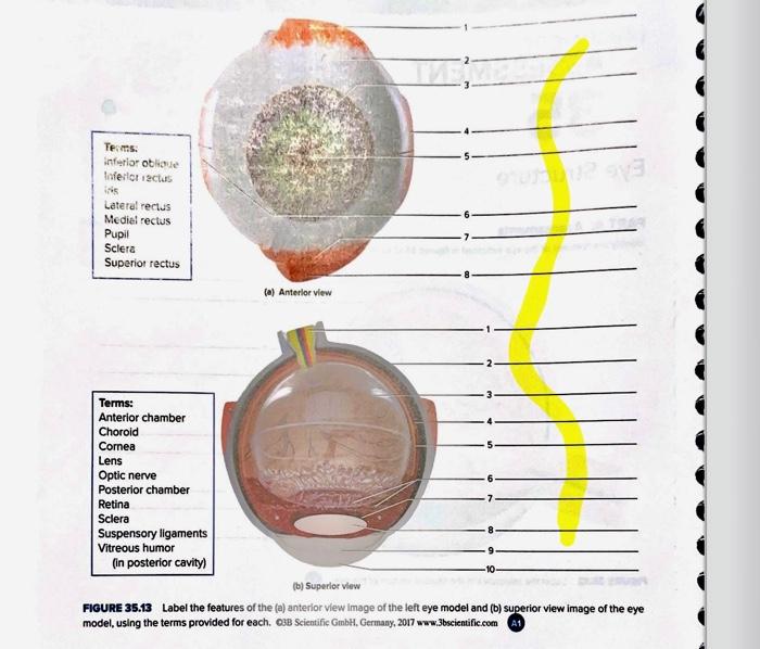 FICURE 35.13 Label The Features Of The (a) Anterior | Chegg.com