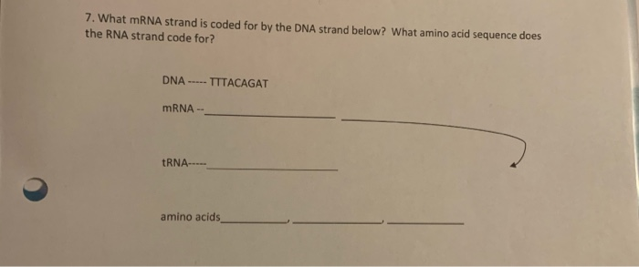 Solved 7. What mRNA strand is coded for by the DNA strand | Chegg.com