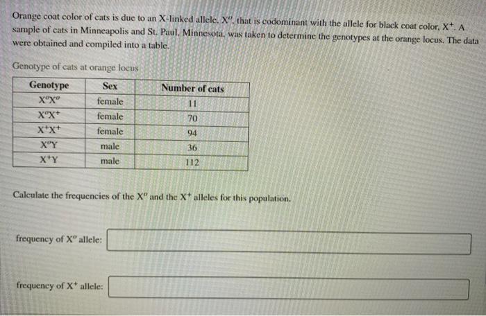 Solved Orange coat color of cats is due to an X-linked | Chegg.com