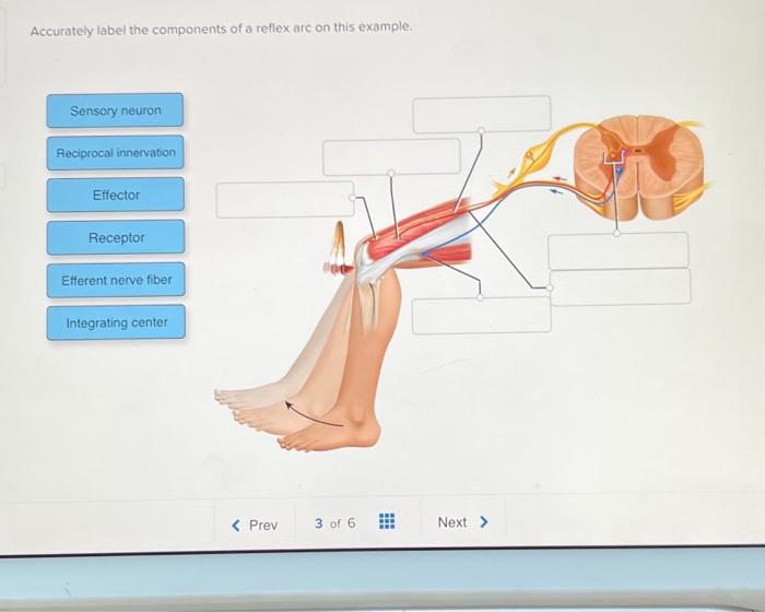 Solved Accurately label the components of a reflex arc on | Chegg.com