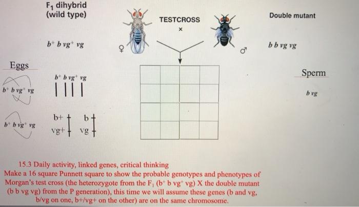 Solved F Dihybrid Wild Type Double Mutant Testcross X Bi Chegg Com
