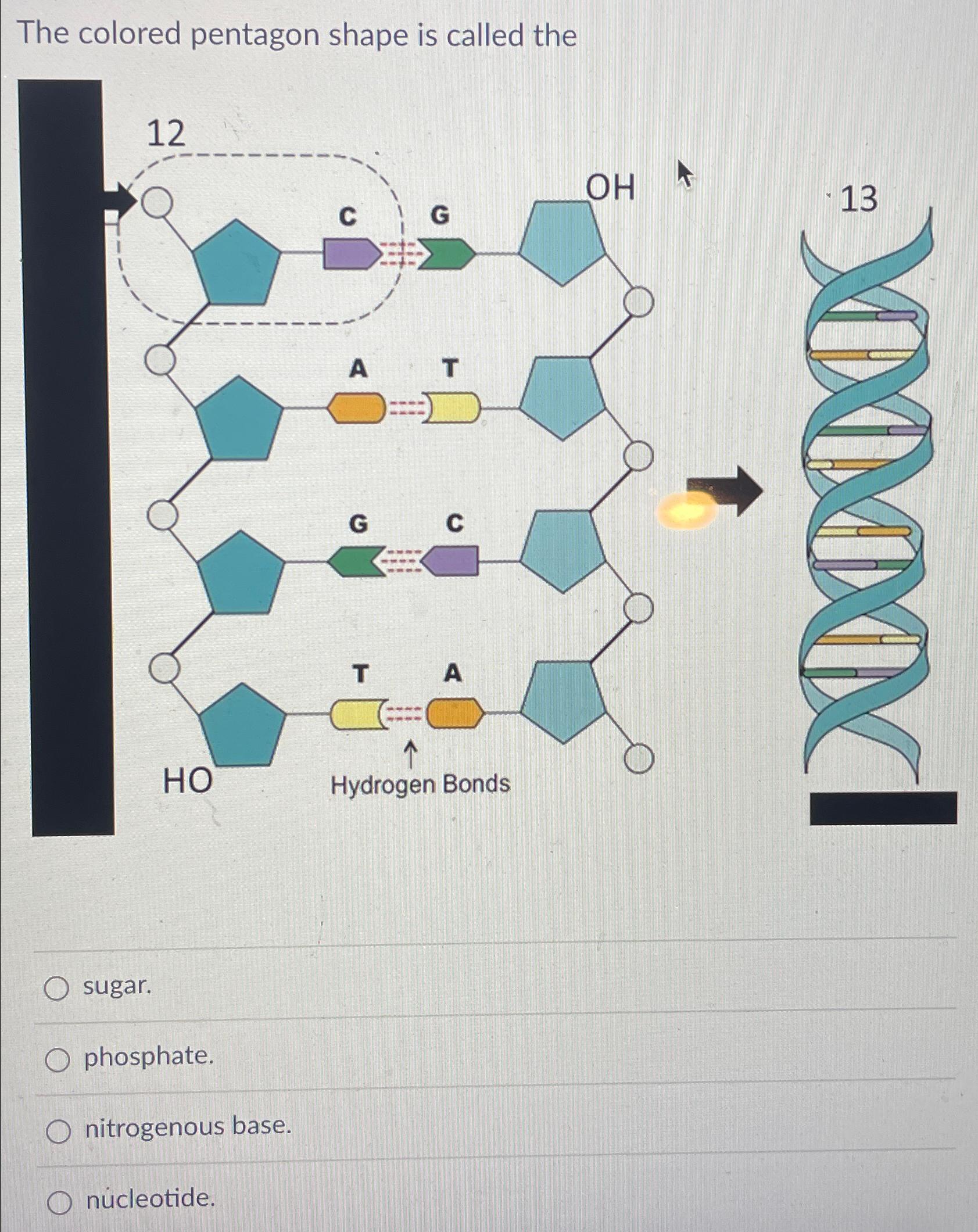 Solved The colored pentagon shape is called | Chegg.com