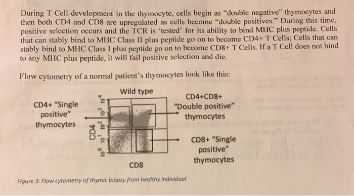 Solved During T Cell development in the thymocyte, cells | Chegg.com