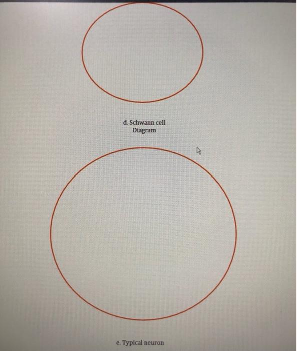 Solved Week 07 Nervous System Laboratory Exercise 21 Nerve